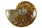 Polished Cretaceous Ammonite (Cleoniceras) Fossil - Madagascar #303888-1